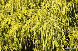 Chamaecyparis pisifera Aurea Nana — photo 4